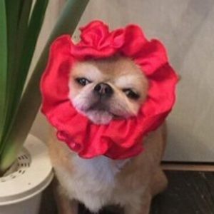 Meet your Posher, Rosa-anna